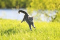 Tabby cat fun running on green meadow in Sunny day