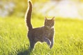 Tabby cat fun running on green meadow in Sunny summer day Royalty Free Stock Photo