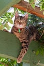 Tabby cat in garden Royalty Free Stock Photo