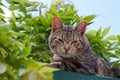 Tabby cat in garden Royalty Free Stock Photo