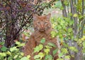 Tabby Cat in a Garden Royalty Free Stock Photo