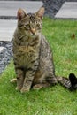 Tabby cat in the garden Royalty Free Stock Photo