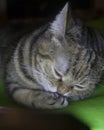 Tabby cat giggles covering its muzzle with a paw