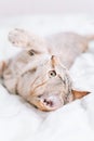 Tabby cat of ginger color lying on back. Royalty Free Stock Photo