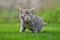 Tabby cat in a grass