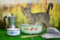 Tabby cat on a green background with kitchen utensils - pot, whisk, glove