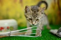 Tabby cat on a green background with kitchen utensils - pot, whisk, glove