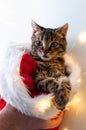 tabby cat with green eyes looking away in man hands and santa hat with christmas lights Royalty Free Stock Photo
