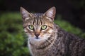Tabby cat, green eyes Royalty Free Stock Photo