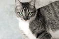 Tabby Cat Green Eyes Royalty Free Stock Photo