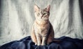 A tabby cat with green eyes sits on a dark blue fabric against a light gray backdrop Royalty Free Stock Photo