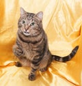 Tabby cat with green eyes sitting with his tongue out and lifted Royalty Free Stock Photo
