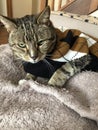 Tabby Cat is Handsome in argyle sweater.