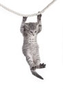 Tabby cat hanging on rope Royalty Free Stock Photo