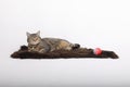 Tabby cat having rest on brown fur Royalty Free Stock Photo