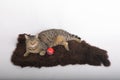 Tabby cat having rest on brown fur Royalty Free Stock Photo