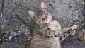 Young cat purr and nap laying on grunge cement pavement