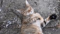 Young cat purr and nap laying on grunge cement pavement