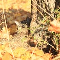 Tabby cat hiding behind tree