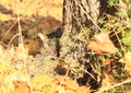 Tabby cat hiding behind tree