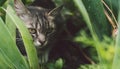 Tabby cat hiding in the grass in the summer. Cat lying in a green grass on a summer meadow. Beautiful cat portrait on Royalty Free Stock Photo