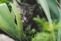 Tabby cat hiding in the grass in the summer. Cat lying in a green grass on a summer meadow. Beautiful cat portrait on Royalty Free Stock Photo