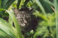 Tabby cat hiding in the grass in the summer. Cat lying in a green grass on a summer meadow. Beautiful cat portrait on Royalty Free Stock Photo