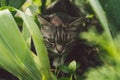 Tabby cat hiding in the grass in the summer. Cat lying in a green grass on a summer meadow. Beautiful cat portrait on Royalty Free Stock Photo