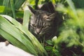 Tabby cat hiding in the grass in the summer. Cat lying in a green grass on a summer meadow. Beautiful cat portrait on Royalty Free Stock Photo