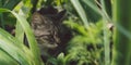 Tabby cat hiding in the grass in the summer. Cat lying in a green grass on a summer meadow. Beautiful cat portrait on Royalty Free Stock Photo