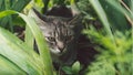 Tabby cat hiding in the grass in the summer. Cat lying in a green grass on a summer meadow. Beautiful cat portrait on Royalty Free Stock Photo