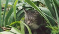 Tabby cat hiding in the grass in the summer. Cat lying in a green grass on a summer meadow. Beautiful cat portrait on Royalty Free Stock Photo