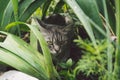 Tabby cat hiding in the grass in the summer. Cat lying in a green grass on a summer meadow. Beautiful cat portrait on Royalty Free Stock Photo