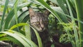 Tabby cat hiding in the grass in the summer. Cat lying in a green grass on a summer meadow. Beautiful cat portrait on Royalty Free Stock Photo