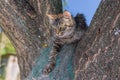 Tabby cat hiding in secluded nook on a tree branch in summer garden Royalty Free Stock Photo