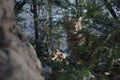 Tabby cat hiding among the trees of the garden Royalty Free Stock Photo