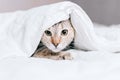 Tabby cat is hiding under a blanket. Royalty Free Stock Photo