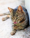 Tabby cat Royalty Free Stock Photo
