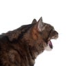 Tabby cat hissing Royalty Free Stock Photo