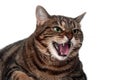 Tabby cat hissing Royalty Free Stock Photo