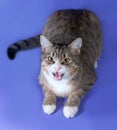 Tabby cat hissing on purple Royalty Free Stock Photo