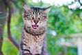 Tabby cat hissing on a tree Royalty Free Stock Photo