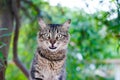 Tabby cat hissing on a tree Royalty Free Stock Photo