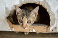 Tabby cat in hole wood wall Royalty Free Stock Photo