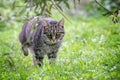 Tabby cat on the hunt is roaming through the grass in the garden, green background with copy space Royalty Free Stock Photo