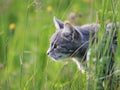 Tabby cat hunting in a summer meadow of green grass Royalty Free Stock Photo