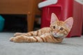 Tabby cat instinctively looks camera left Royalty Free Stock Photo