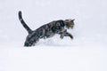 Tabby Cat Jumping in Snow