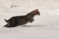 Tabby cat jumping in the snow