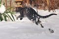 Tabby cat jumping in the snow